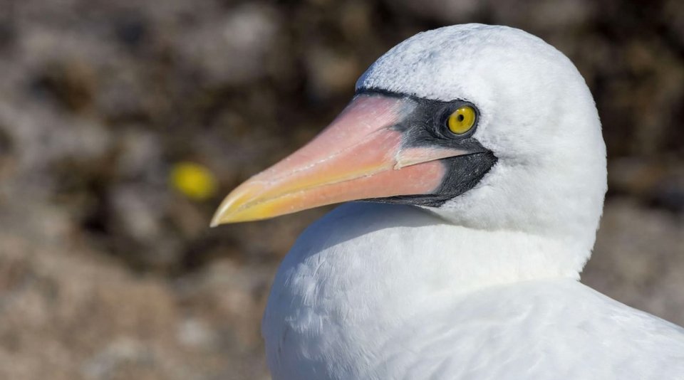 Η εικόνα αυτή έρχεται σε σύγκρουση με τη μακροχρόνια αντίληψη ότι τα θαλασσοπούλια αποτελούν πρότυπα μονογαμίας / SHUTTERSTOCK