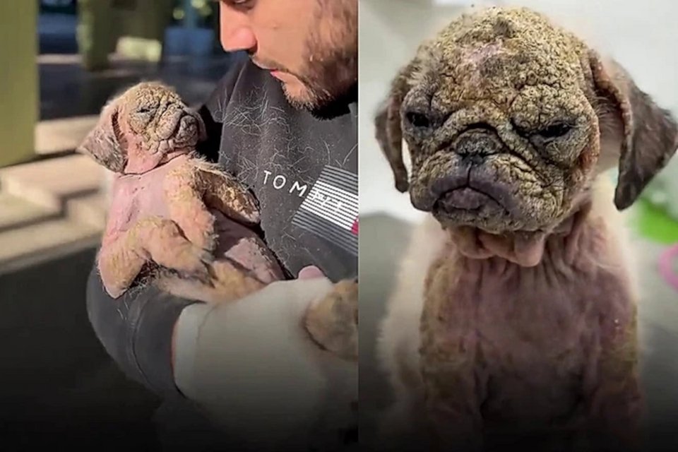 Πώς ήταν το ταλαιπωρημένο σκυλάκι