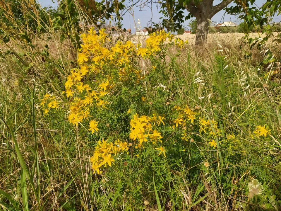 Στον κάμπο του Δοξάτου, αλλά και μέσα στον οικισμό, το σπαθόχορτο συλλέγεται για την παρασκευή δύο παραδοσιακών γιατροσοφιών, του σπαθουρακιού και του σπαθόλαδου