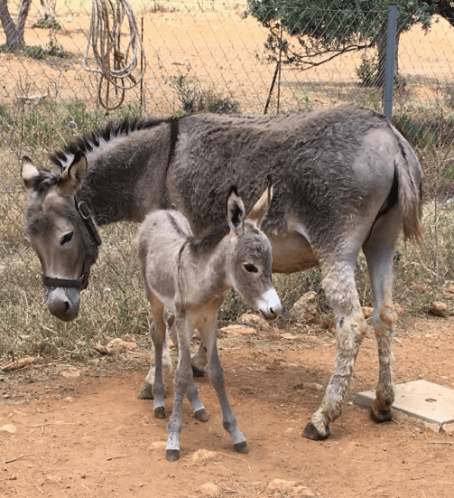 Αν θέλεις κι εσύ να γίνεις σύμμαχος αλλά και συνεργάτης στο έργο της γαϊδουροχώρας στείλε τις παρακάτω πληροφορίες στο info@hellenicdonkeycenter.gr. Θα έχεις σύντομα απάντηση. Ονοματεπώνυμο – βασικές πληροφορίες για εσένα, Για ποια ομάδα εθελοντών ενδιαφέρεσαι. Περιοχή που ζεις. Έχεις δικό σου μεταφορικό μέσο;