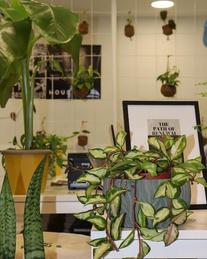 Φυτά εσωτερικού χώρου από το Hous Athens / Φωτογραραφία: hous_athens/Instagram