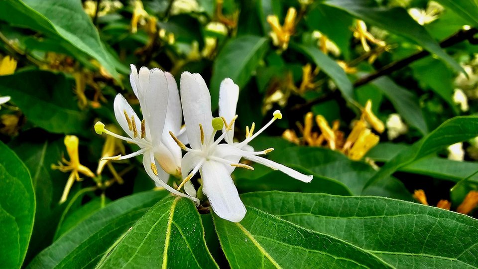 Λονικέρα [αγιόκλημα]