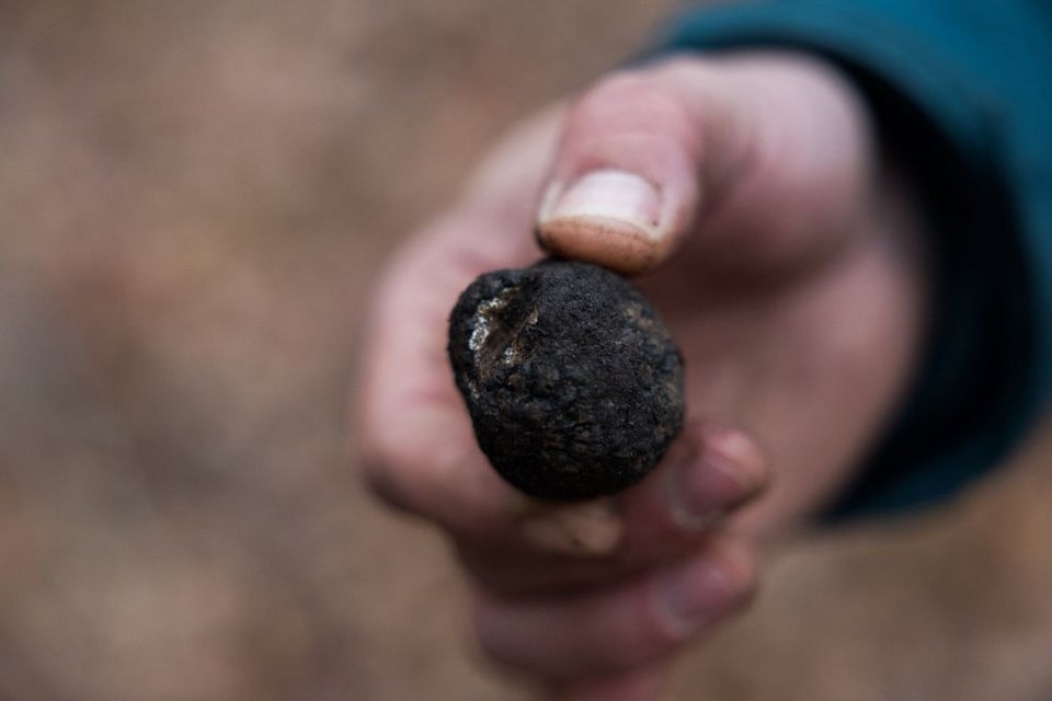 Μαυρη τρούφα 