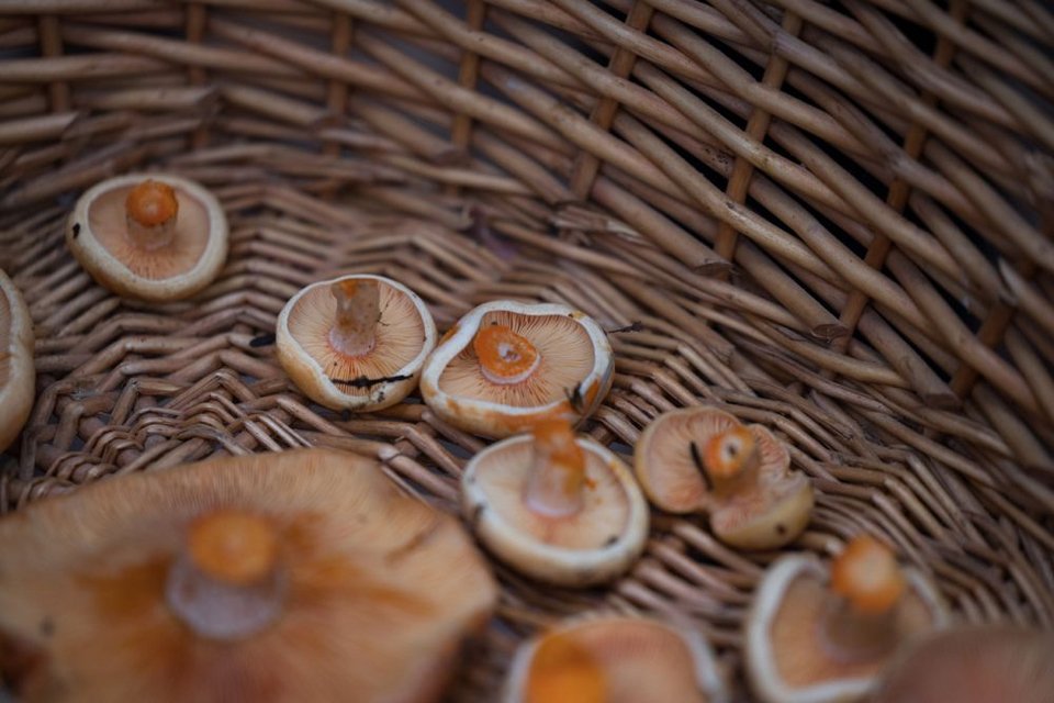 «Κανείς φυσικά δεν πρέπει να μαζεύει μανιτάρια χωρίς να γνωρίζει», τονίζει ο επικεφαλής της περιήγησης και ιδιοκτήτης του κτήματος «Δασόκηπος» Νίκος Αθανασιάδης, μαζεύοντας με ένα μαχαίρι τα συγκεκριμένα, πορτοκαλί μανιτάρια και τοποθετώντας τα σε ένα καλάθι