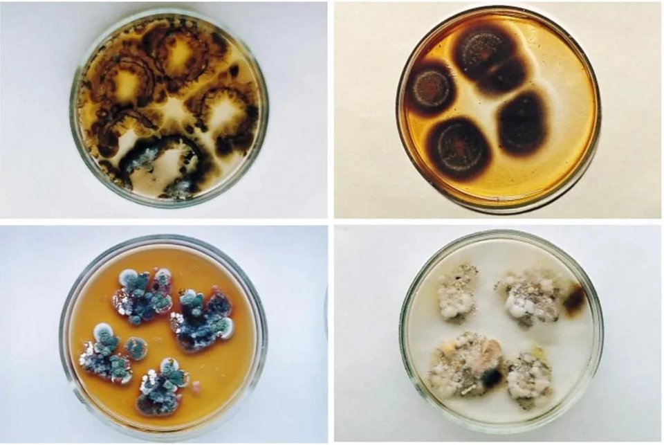 Μύκητες που βρέθηκαν στην τέταρτη μονάδα του Τσερνόμπιλ, συμπεριλαμβανομένου του Cladosporium sphaerospermum (επάνω δεξιά)