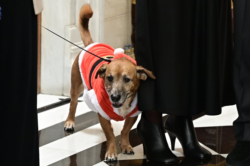 Με χριστουγεννιάτικο... λουκ και ο Πίνατ