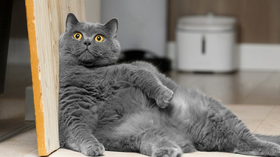 Η ιδέα ότι οι ίδιες δραστικές ουσίες μπορούν να «σμιλεύσουν» και τον μέσο παχύσαρκο γάτο δεν είναι πια επιστημονική φαντασία / SHUTTERSTOCK