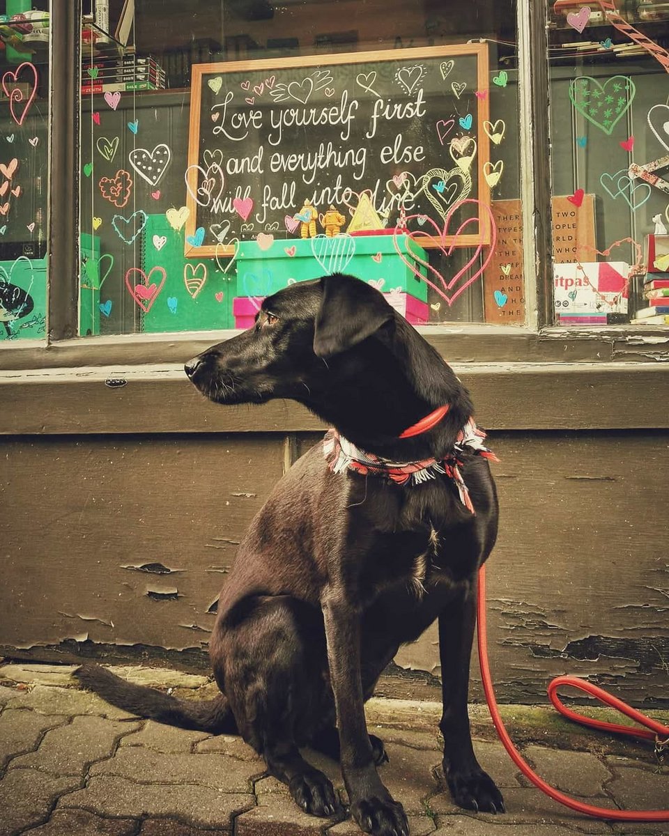 Η Στίβι Τικς, ένας σκύλος που υιοθετήθηκε από την Κύπρο 