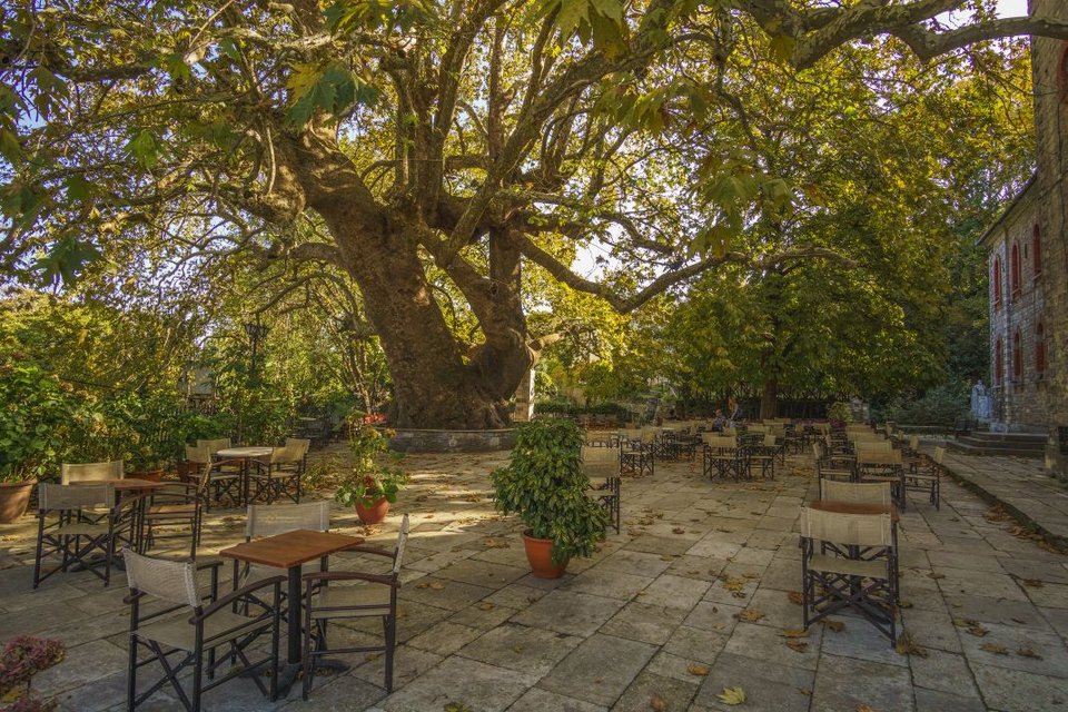 Ο γηραιότερος πλάτανος στην Τσαγκαράδα