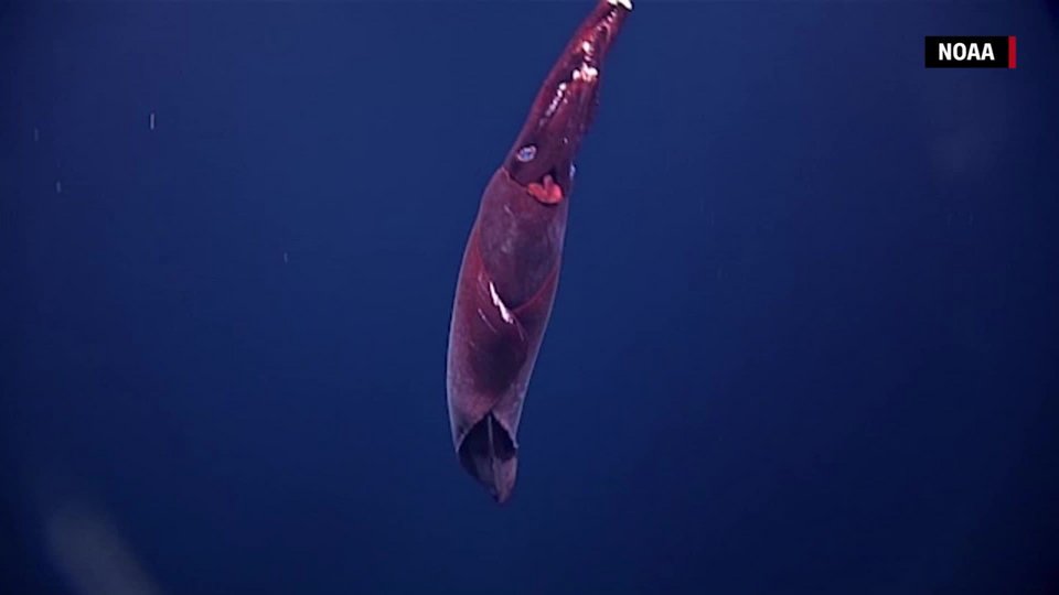 Σε αντίθεση με τα περισσότερα καλαμάρια βαθέων υδάτων, το Taningia danae δεν έχει τα δύο μακριά πλοκάμια σύλληψης τροφής. Αντί γι’ αυτά, στις άκρες δύο από τα οκτώ του βραχίονες φέρει δύο τεράστιους, κιτρινωπούς φωτοφόρους – όργανα βιοφωταύγειας στο μέγεθος λεμονιού / WIKIPEDIA 