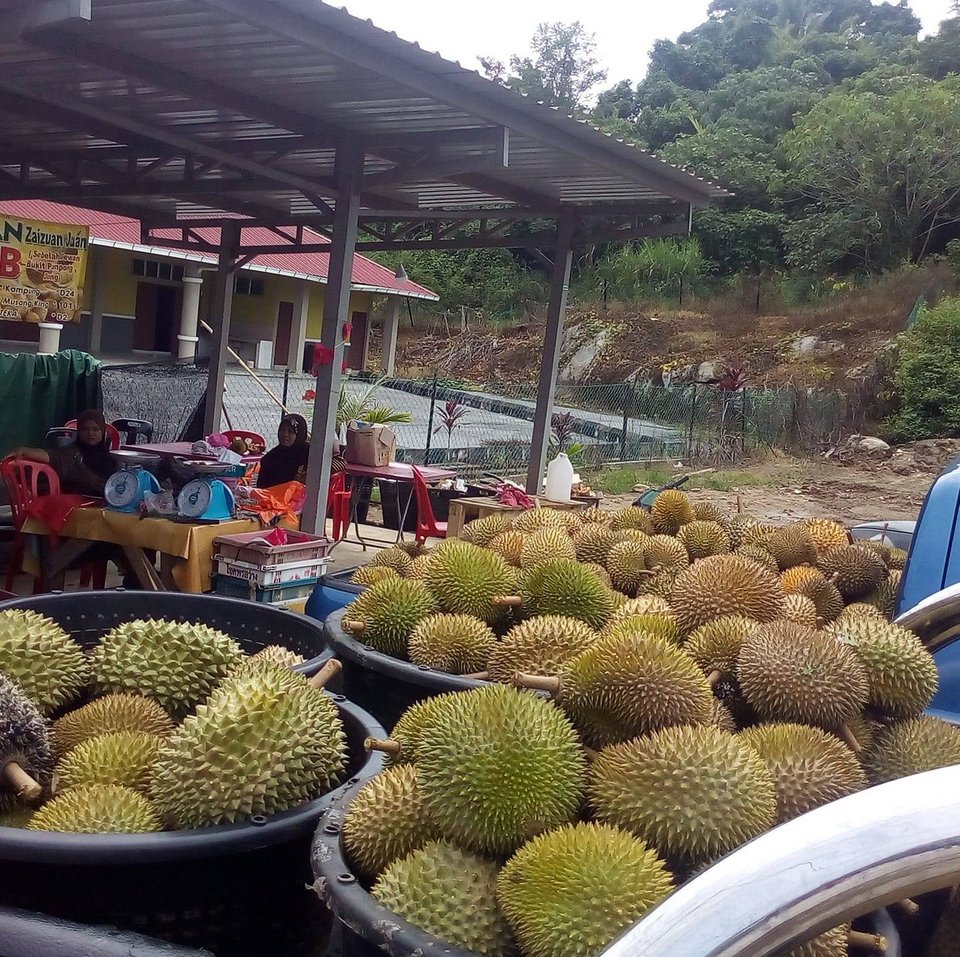 Η άνοδος του Ράουμπ είναι κομμάτι ενός πολύ μεγαλύτερου κύματος: μιας παγκόσμιας κούρσας ντουριάν που τροφοδοτείται από την εκρηκτική ζήτηση της Κίνας / WIKIPEDIA