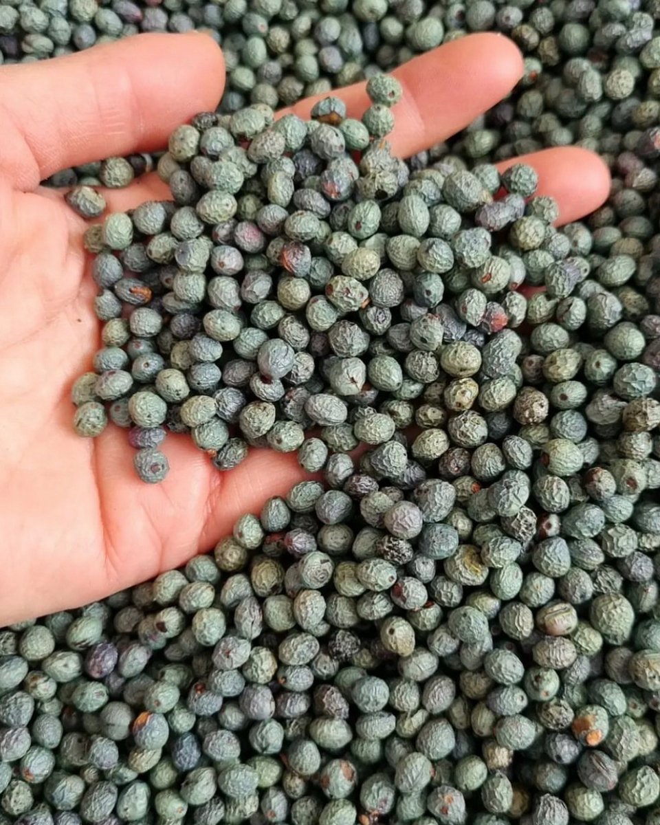 Mενενγκίτς, ένα ρόφημα χωρίς καφεΐνη που παρασκευάζεται από άγριο φιστίκι και εξακολουθεί να καταναλώνεται καθημερινά, όχι μόνο ως γεύση, αλλά και ως παραδοσιακό γιατρικό / SHUTTERSTOCK