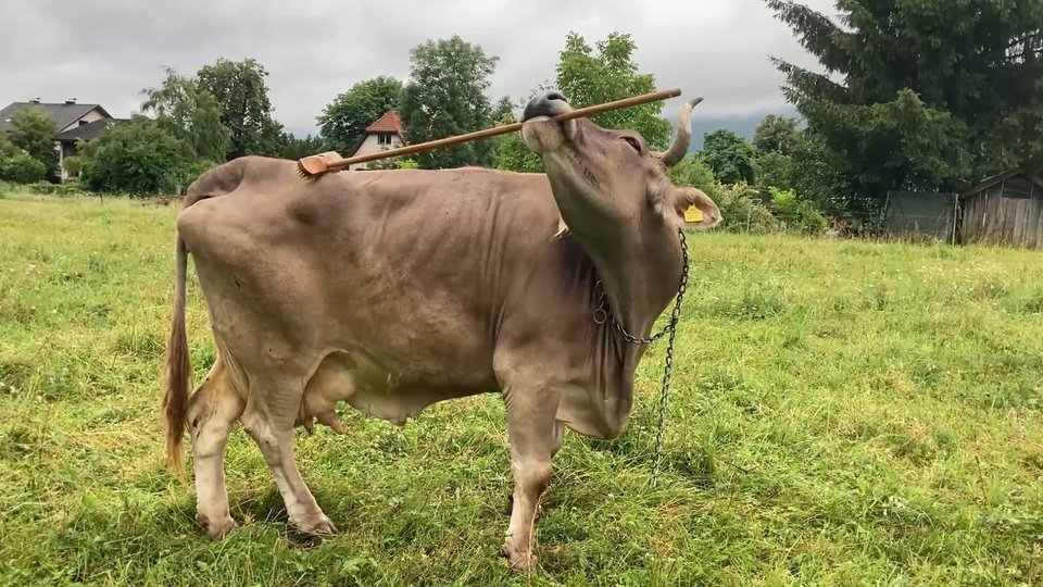 Η Βερόνικα ξύνεται