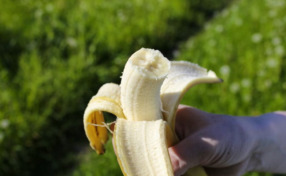 Οι μπανάνες συγκαταλέγονται στα πιο μελετημένα φρούτα, ιδιαίτερα λόγω του ανθεκτικού αμύλου που περιέχουν, το οποίο συμπεριφέρεται σε κάποιο βαθμό σαν φυτική ίνα / SHUTTERSTOCK