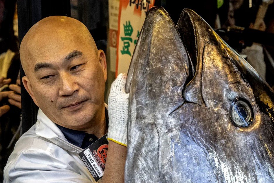 Το ψάρι προερχόταν από το Oma, μια κωμόπολη στη βόρεια Ιαπωνία, περιοχή θρυλική για τους υψηλής ποιότητας τόνους που αλιεύονται στα νερά του Tsugaru Strait / GETTY