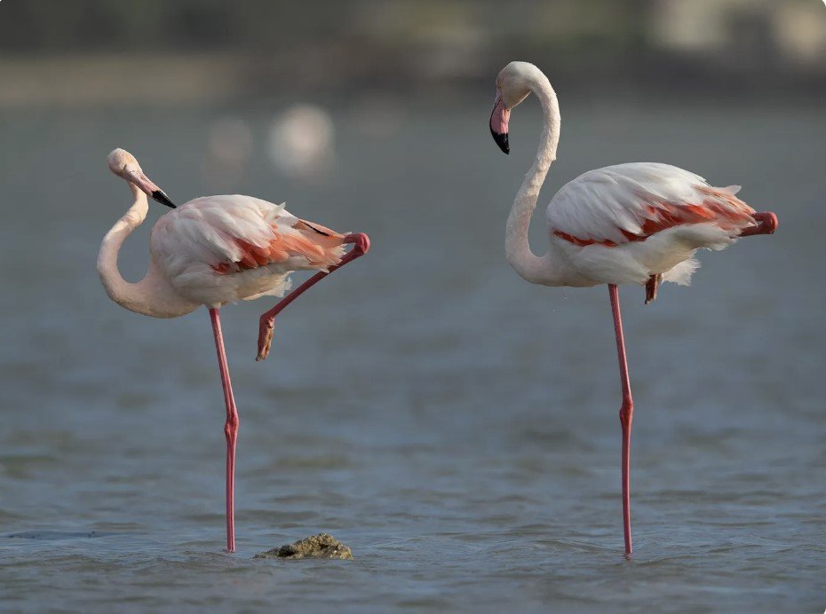 Το να στέκεται κανείς στο ένα πόδι μοιάζει με μια μικρή, σχεδόν αστεία δοκιμασία ισορροπίας, κάτι που κάνουν τα παιδιά χωρίς δεύτερη σκέψη, ή τα φλαμίνγκο χωρίς καν προσπάθεια / SHUTTERSTOCK