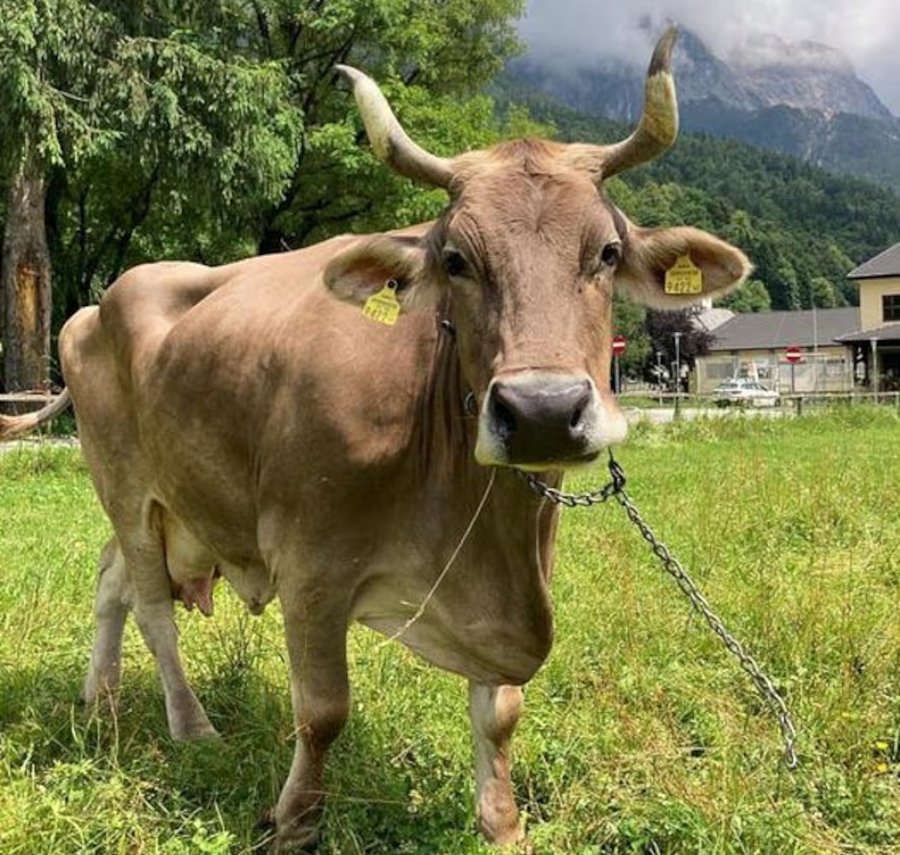 Η έξυπνη αγελάδα