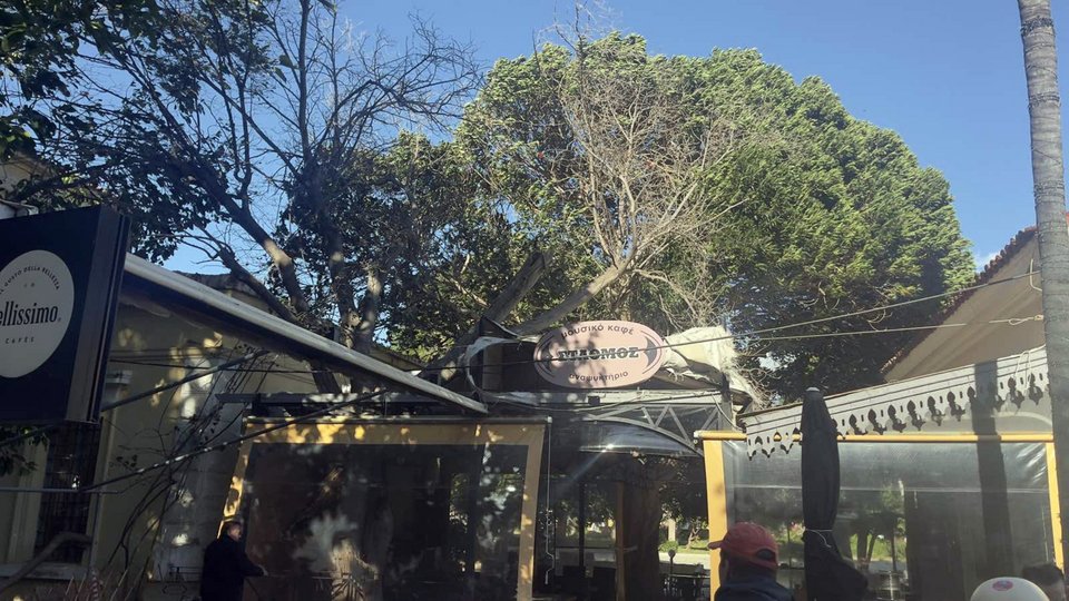 Σοβαρά προβλήματα προκαλούν οι ισχυροί άνεμοι που πλήττουν την Αργολίδα, με κύρια χαρακτηριστικά τις πτώσεις δέντρων και κλαδιών σε δρόμους, πεζοδρόμια και κοινόχρηστους χώρους, αλλά και την έντονη θαλασσοταραχή σε παραθαλάσσιες περιοχές