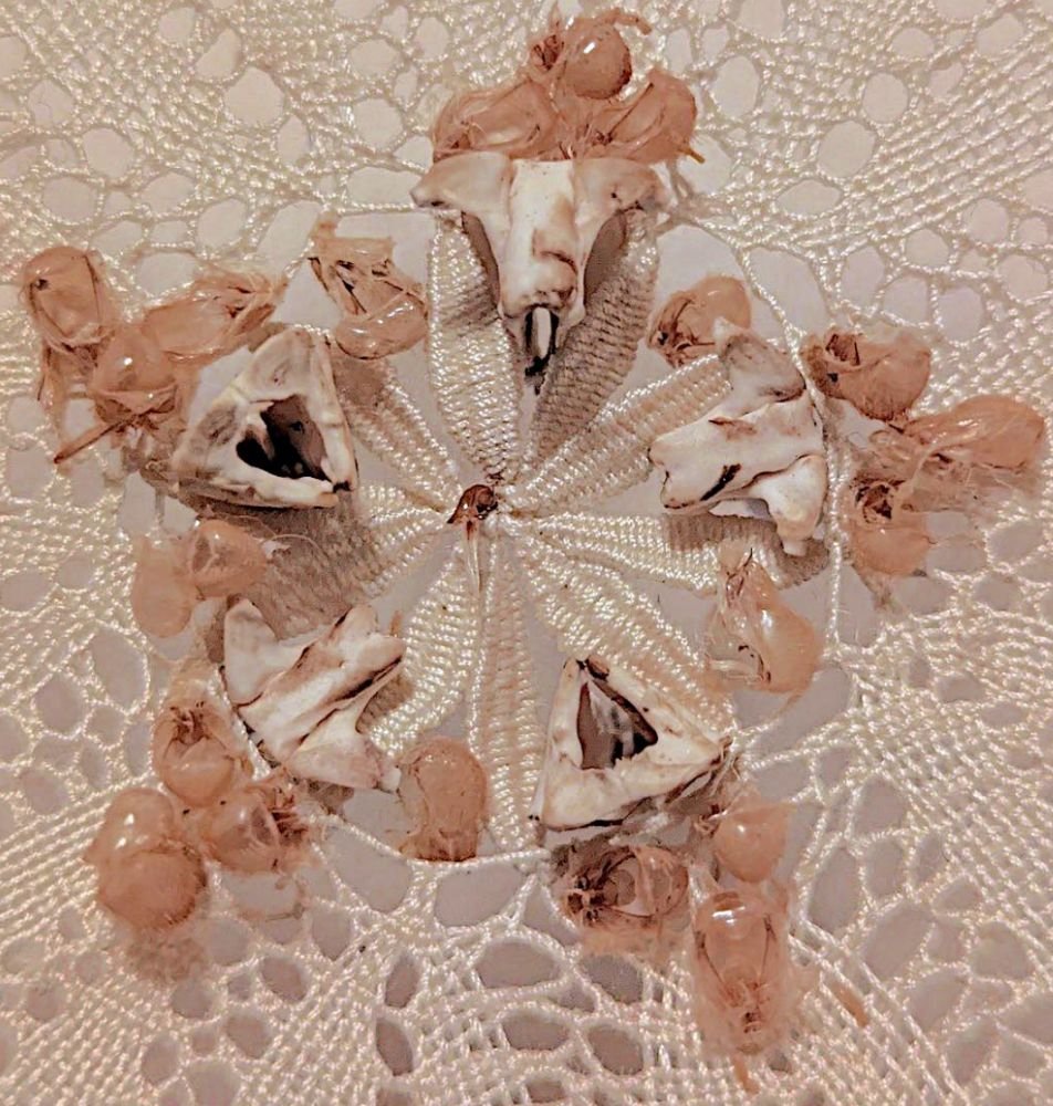 Άλκηστις Μαυροκεφάλου, fivefold, λεπτομέρεια, νήμα, εξωσκελετοί τζιτζικιών και αχινών