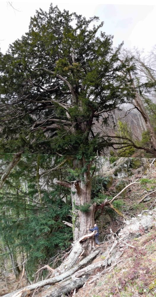 Iταμος (Taxus baccata L.), που βρίσκεται σε υψόμετρο 1125 μέτρων, έχει ύψος 23μ, περίμετρο κορμού 6,12μ, και στηθιαία διάμετρο 170 εκατοστά