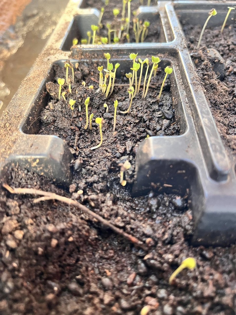 Καλλιέργεια σπόρων 