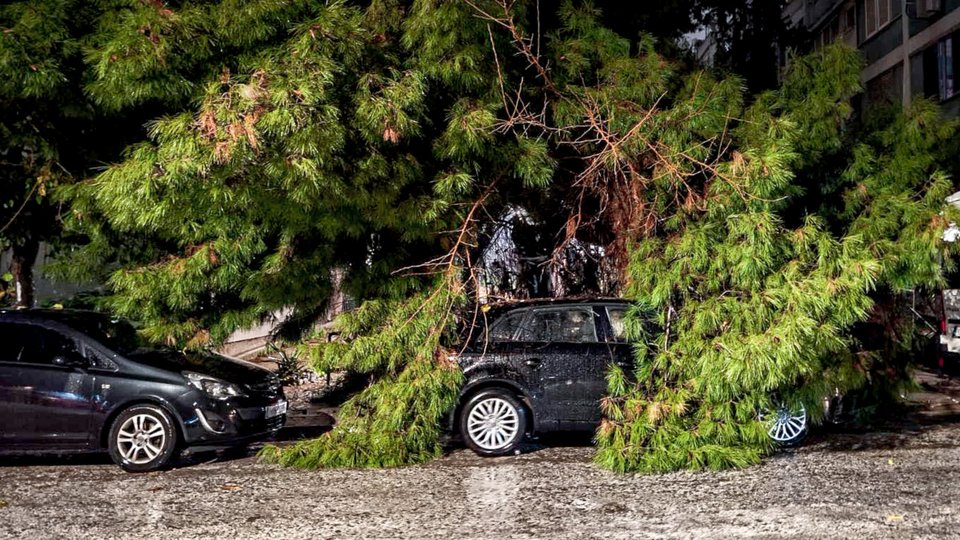 Πτώση δέντρου σε ΙΧ στο Νέο Κόσμο / Φωτογραφία EUROKINISSI  