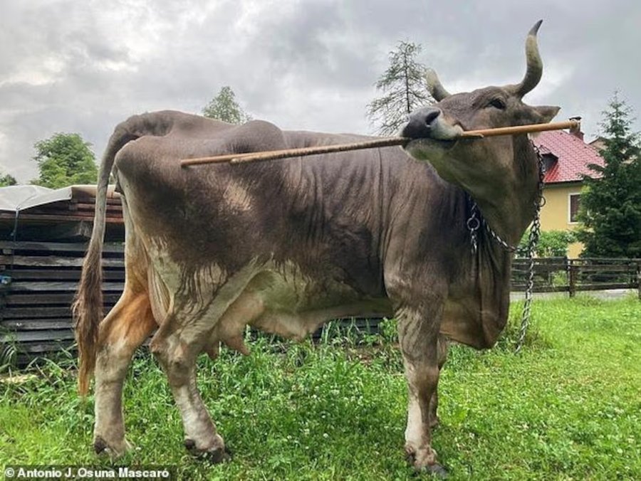 Η έξυπνη αγελάδα