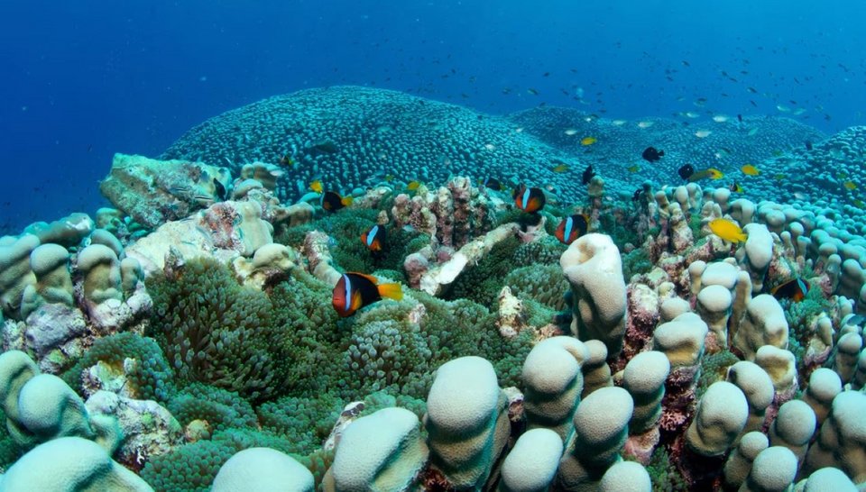 Το κοράλλι του είδους Pavona clavus είναι αυτή τη στιγμή το μεγαλύτερο κοράλλι στον πλανήτη μας / Φωτογραφία: AP