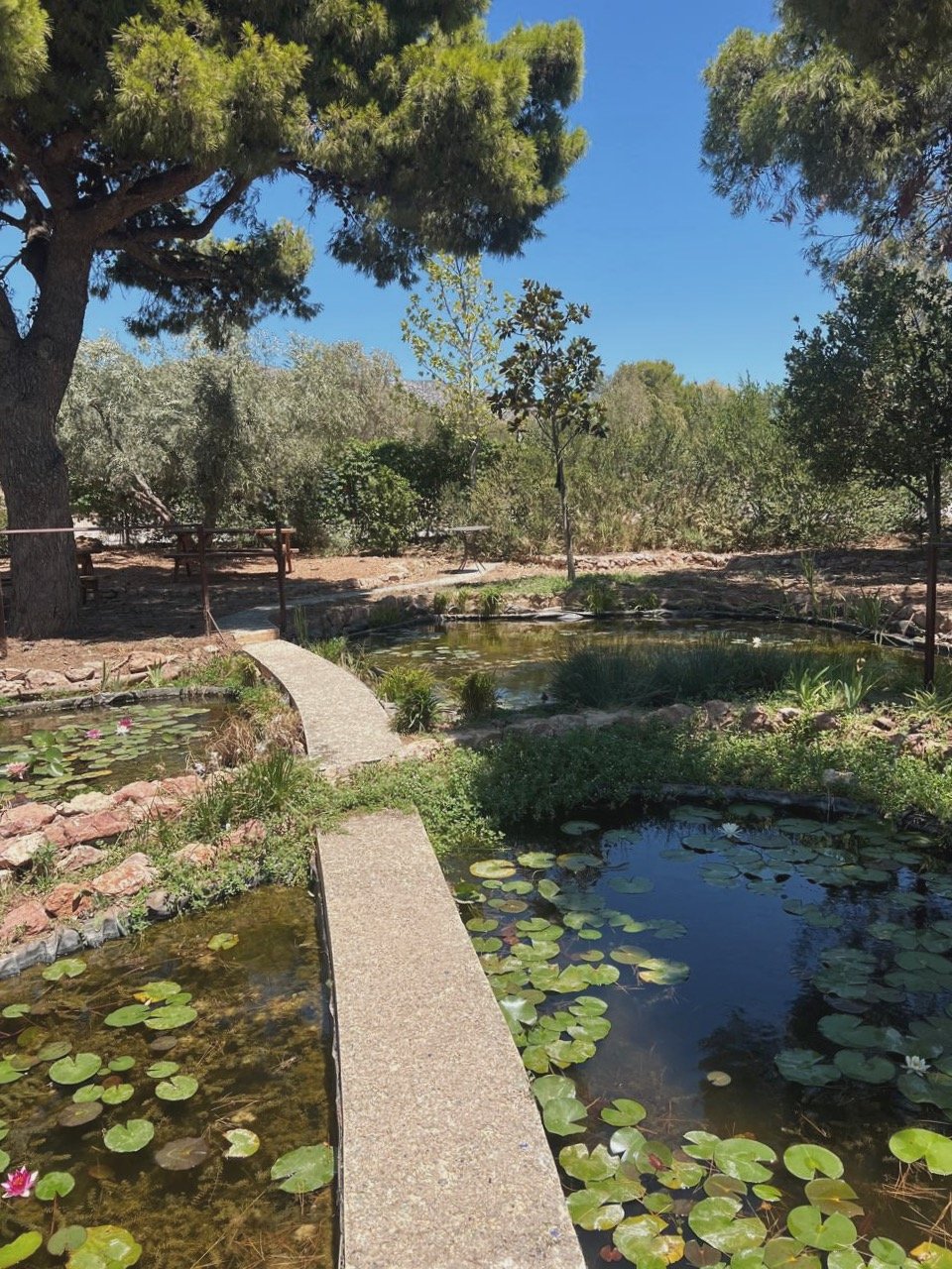 H μικρή λίμνη του Περιβολιού στη Βάρη, με τα νούφαρα. 