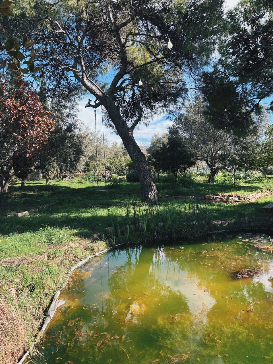 Άποψη από τη λιμνούλα στο κτήμα του Περιβολιού στη Βάρη / Φωτογραφία: Μάνος Λειβαδάρος/iefimerida