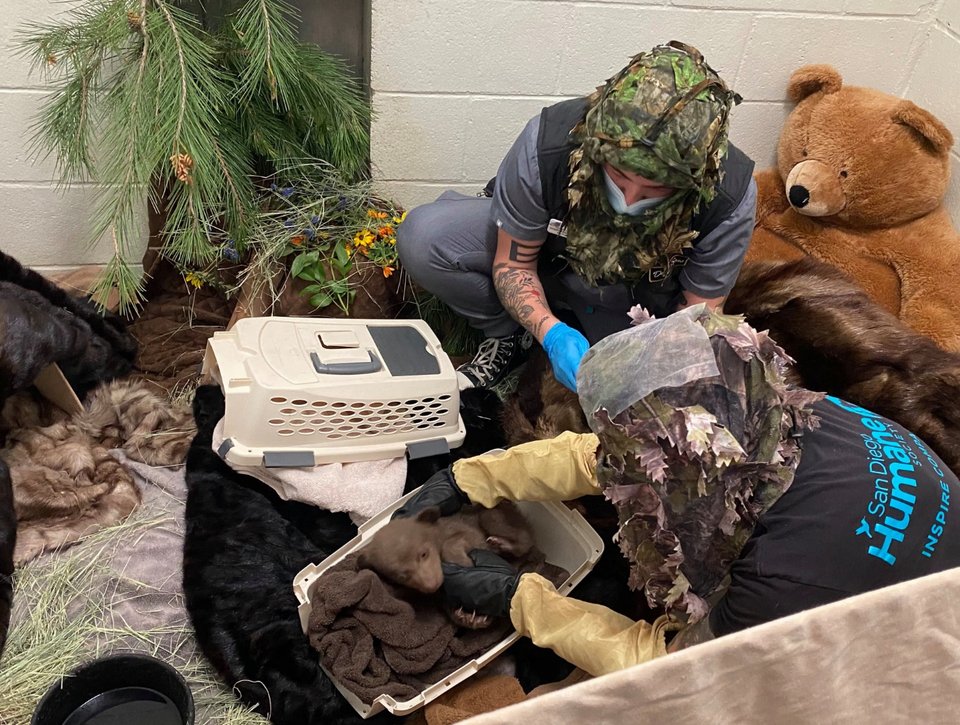 Το προσωπικό φροντίζει το αρκουδάκι. Στη γωνία πίσω διακρίνεται το μεγάλο λούτρινο αρκουδάκι
