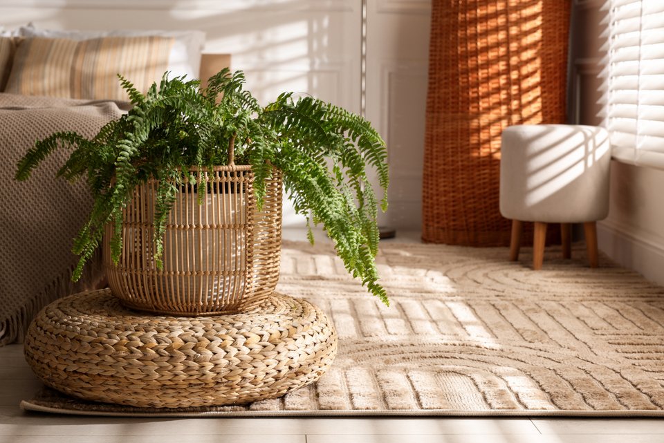 Η φτέρη είναι μια φυσική λύση κατά της υγρασίας / Φωτογραφία: Shutterstock 