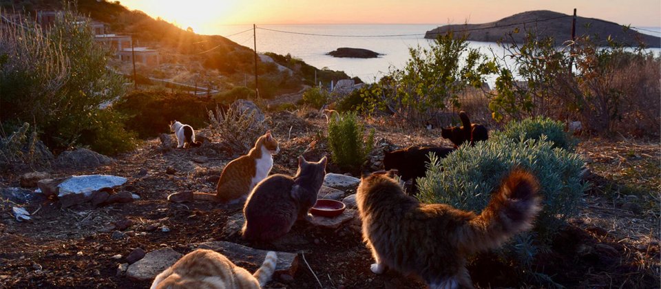 Φωτογραφία: Syros Cats