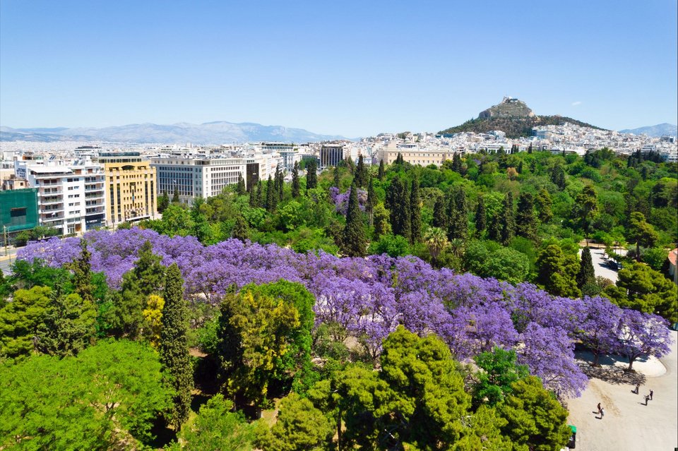 Εντυπωσιακές μωβ γιακαράντες σε δρόμους στο κέντρο της Αθήνας