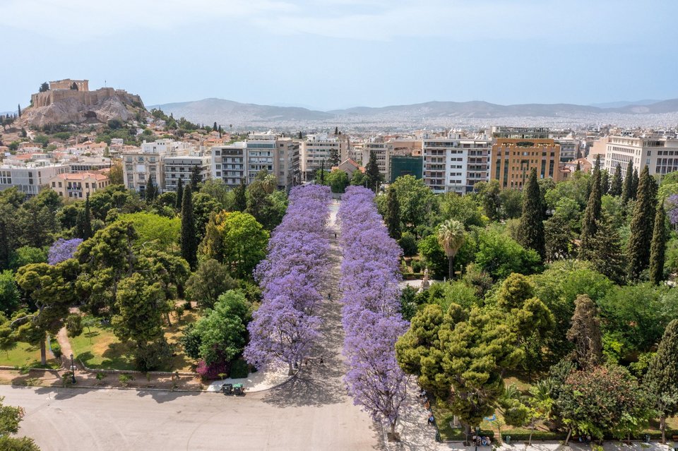 Εντυπωσιακές μωβ γιακαράντες σε δρόμους στο κέντρο της Αθήνας