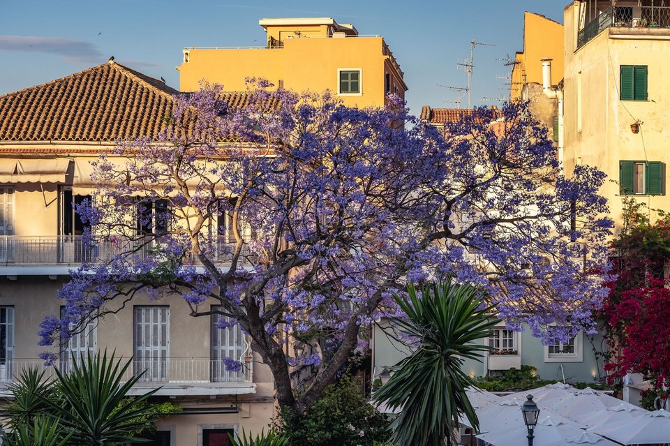 Εντυπωσιακές μωβ γιακαράντες σε δρόμους στο κέντρο της Αθήνας