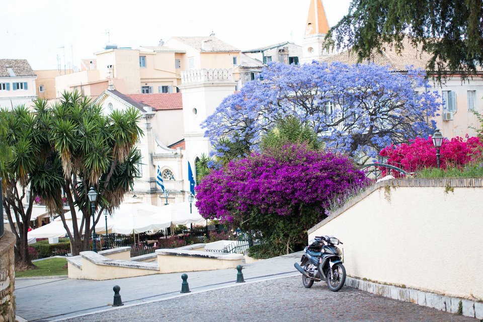 Εντυπωσιακές μωβ γιακαράντες σε δρόμους στο κέντρο της Αθήνας