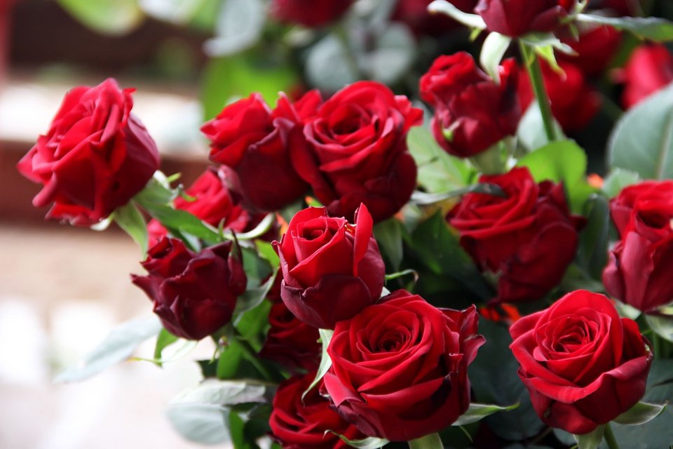 Κόκκινα τριαντάφυλλα Αγιος Βαλεντίνος
