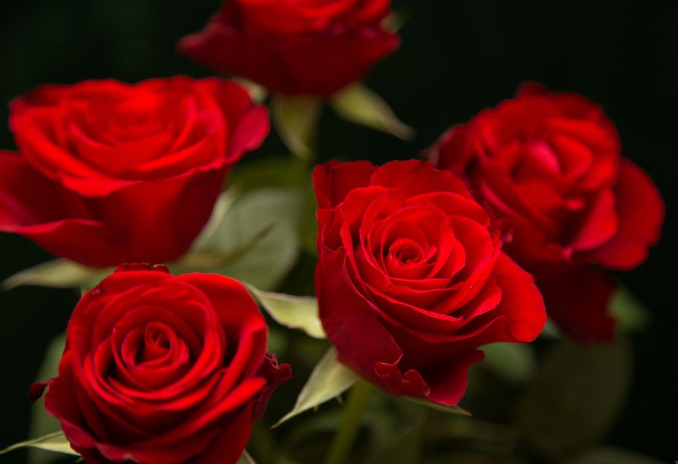 Κόκκινα τριαντάφυλλα Αγιος Βαλεντίνος