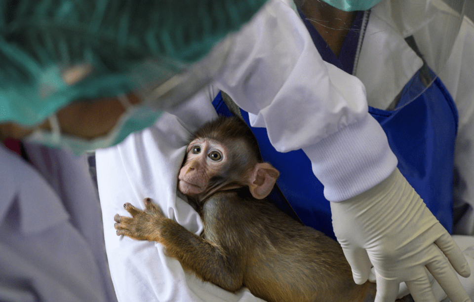 Οι δοκιμές, τα πειράματα, σε ζώα αποτελούν εδώ και καιρό αντικείμενο αντιπαράθεσης