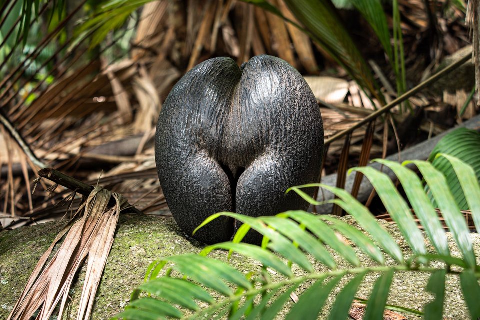 Σπόρος καρύδα της θάλασσας