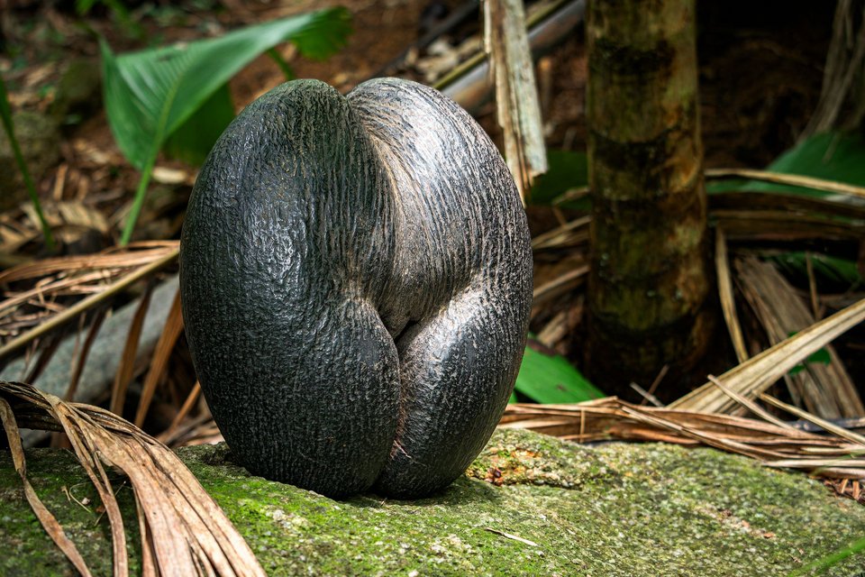 Σπόρος καρύδα της θάλασσας