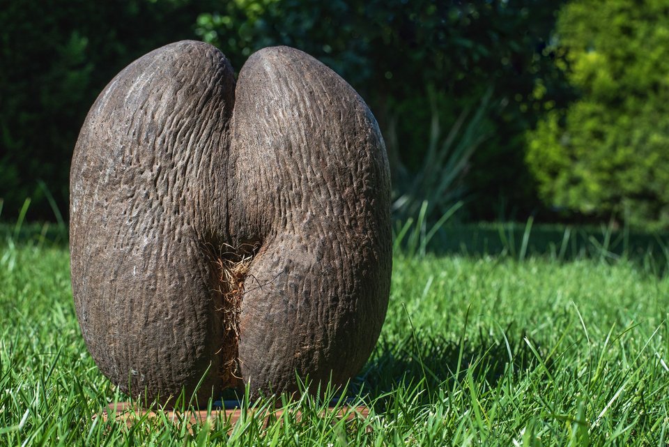 Σπόρος καρύδα της θάλασσας