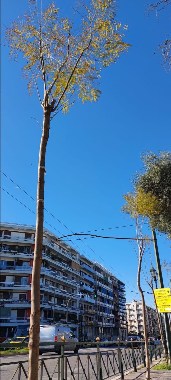 Νέες γιακαράντες στη Βασιλέως Κωνσταντίνου