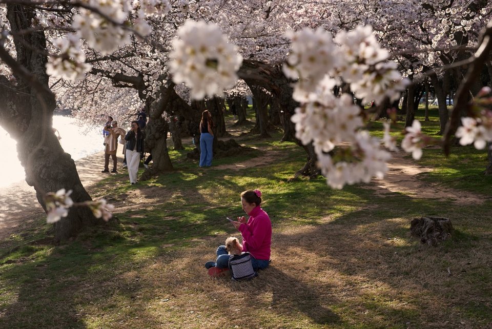  Ανθισμένες κερασιές. Ουάσινγκτον, ΗΠΑ / Φωτογραφία: AP 