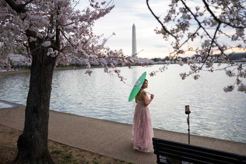 Φωτογράφηση ανάμεσα στις ανθισμένες κερασιές / Φωτογραφία: AP
