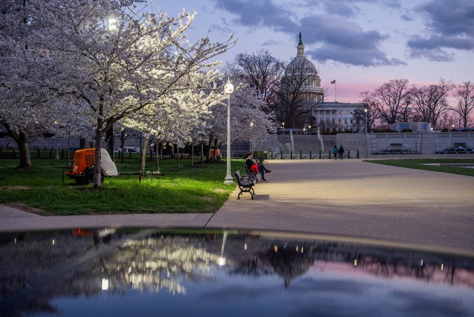  Άνθη κερασιάς ανθίζουν κοντά στο Καπιτώλιο, Ουάσινγκτον, ΗΠΑ / Φωτογραφία: AP  