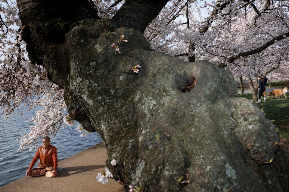  Ανθισμένες κερασιές. Ουάσινγκτον, ΗΠΑ / Φωτογραφία: AP 