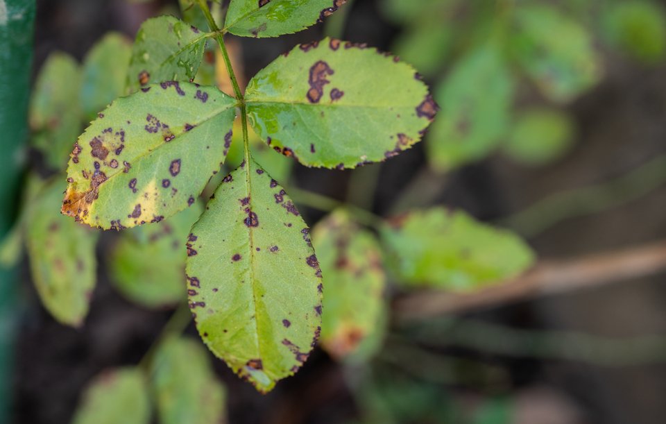 Καφε κηλιδες στα φυλα των φυτων