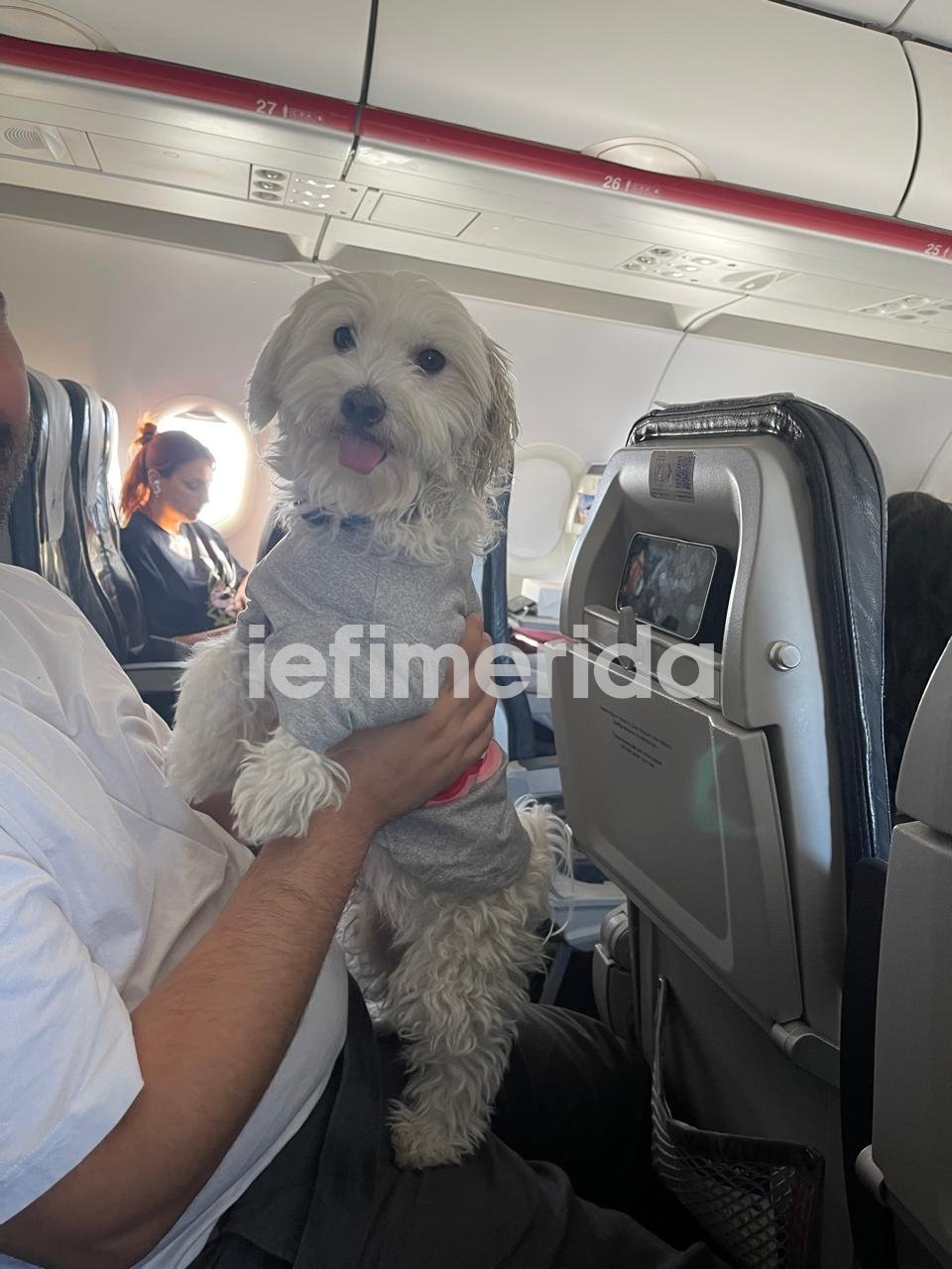 Το σκυλάκι της Μαρίας Νικολοπούλου, επιστρέφει στην Ελλάδα μαζί της